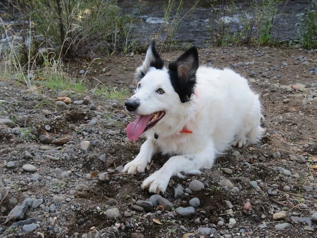 Combien coûte un éducateur canin à Tours ? — CanideLuna