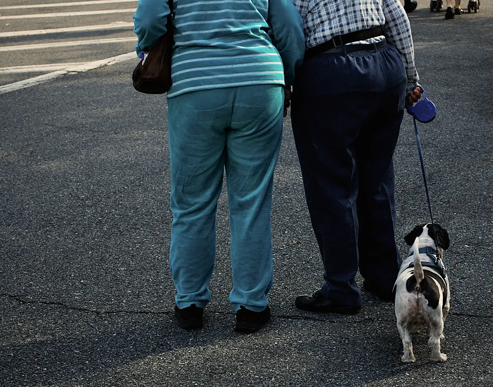 Pourquoi mon chien tire-t-il en laisse ? — CanideLuna