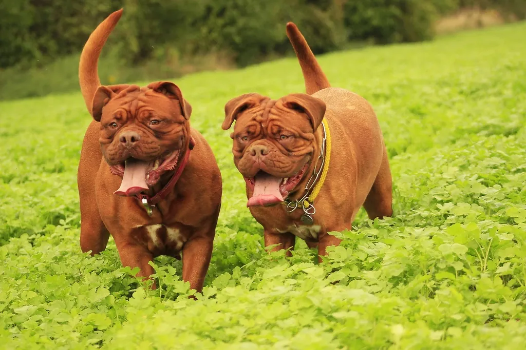 Comment socialiser correctement un chiot ? — CanideLuna