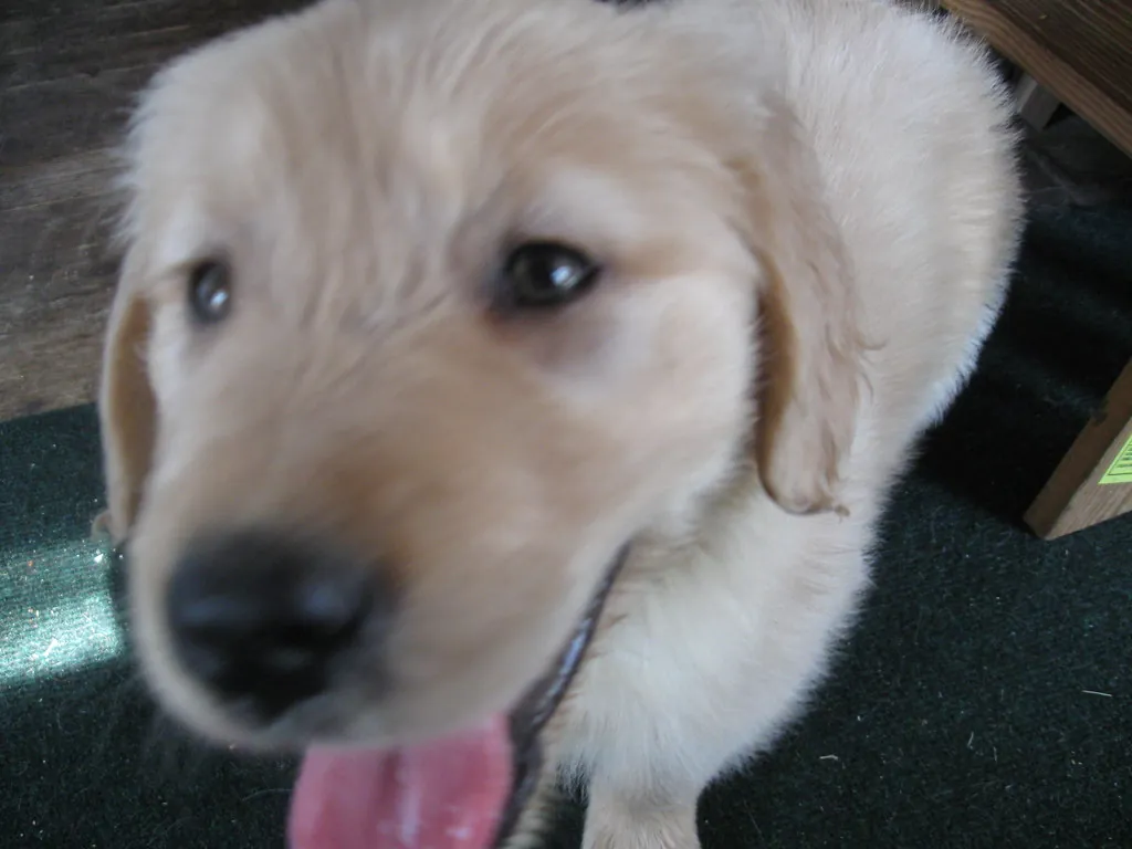 Comment apprendre la solitude à un chiot ? — CanideLuna
