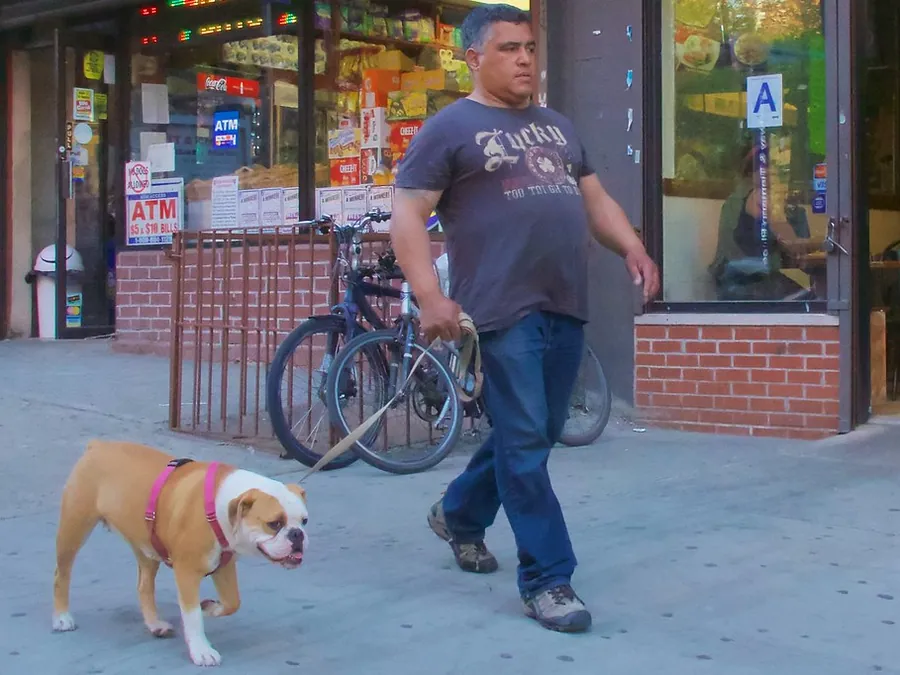 Promenade éducative en ville avec son chien