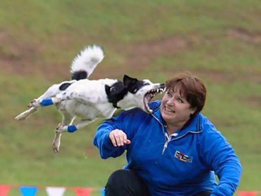 Chien qui joue et apprend en s’amusant