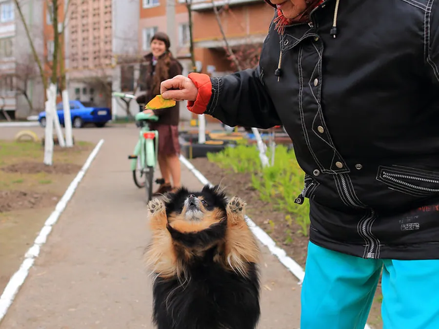 Chien qui saute de joie pendant une séance