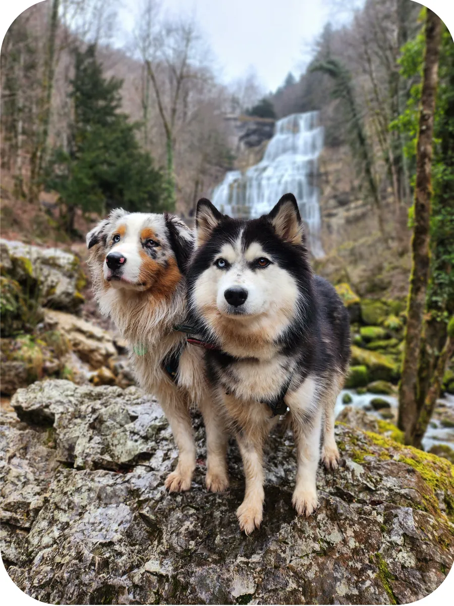 Chiot accompagné par CanideLuna à Tours