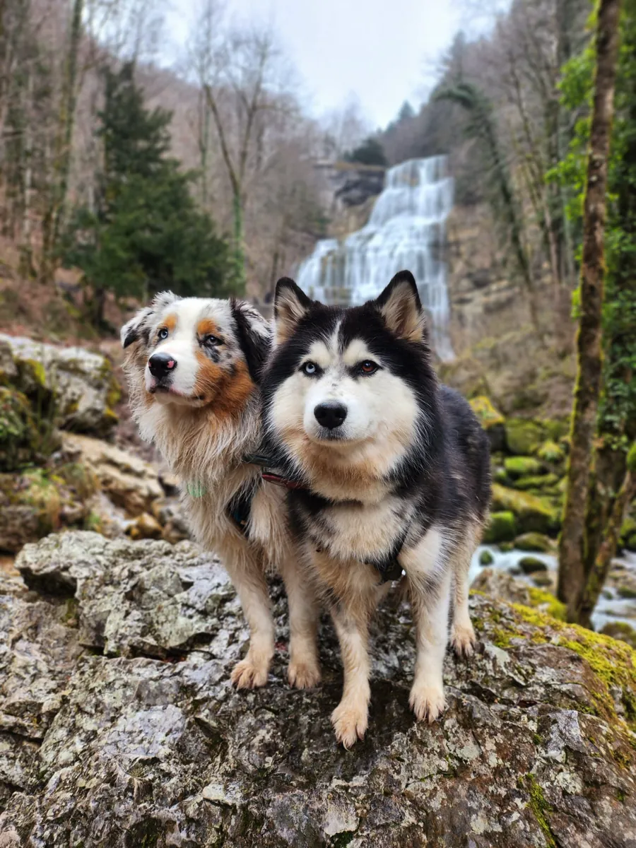 Moon, la chienne de Chloé, husky croisée samoyède